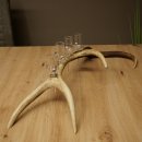 Fournisseur de schnaps : lot de 4 petits verres à pied présentés sur un support en bois de cerf rouge - Cadeau 27.60.2.75