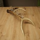 Fournisseur de schnaps : lot de 4 petits verres à pied présentés sur un support en bois de cerf rouge - Cadeau 27.60.2.75
