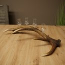 Fournisseur de schnaps : lot de 4 petits verres à...