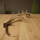 Fournisseur de schnaps : lot de 4 petits verres à...
