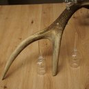 Schnapsanbieter 6 x kleine Gläser Steckglas mit Stiel auf Rothirschstange Geschenk 27.60.2.93