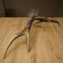 Schnapsanbieter 6 x kleine Gläser Steckglas mit Stiel auf Rothirschstange Geschenk 27.60.2.93