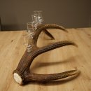 Schnapsanbieter 6 x kleine Gläser Steckglas mit Stiel auf Rothirschstange Geschenk 27.60.2.94