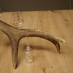 Schnapsanbieter 6 x kleine Gläser Steckglas mit Stiel auf Rothirschstange Geschenk 27.60.2.94