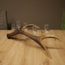 Schnapsanbieter 5 x kleine Gläser Steckglas mit Stiel auf Rothirschstange Geschenk 27.60.2.101