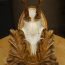 Chevreuil mâle, bois de chevreuil, bois de chevreuil mâle sur un panneau de trophée sculpté 604.175