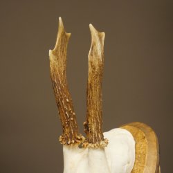 Chevreuil mâle, bois de chevreuil, bois de chevreuil mâle sur un panneau de trophée sculpté 604.175