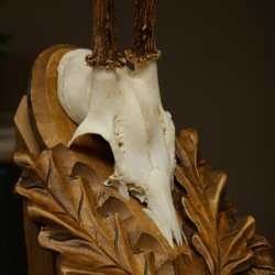 Chevreuil mâle, bois de chevreuil, bois de chevreuil mâle sur un panneau de trophée sculpté 604.175