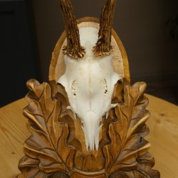 Chevreuil mâle, bois de chevreuil, bois de chevreuil mâle sur un panneau de trophée sculpté 604.175