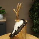 Roebuck Antlers Roebuck Antlers on a Carved Trophy Shield 604.176