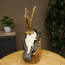 Roebuck Antlers Roebuck Antlers on a Carved Trophy Shield 604.176