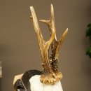 Roebuck Antlers Roebuck Antlers on a Carved Trophy Shield 604.176