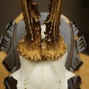 Roebuck Antlers Roebuck Antlers on a Carved Trophy Shield 604.176