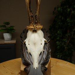 Roebuck Antlers Roebuck Antlers on a Carved Trophy Shield 604.176
