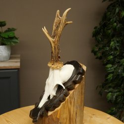 Roebuck Antlers Roebuck Antlers on a Carved Trophy Shield 604.176
