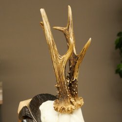 Roebuck Antlers Roebuck Antlers on a Carved Trophy Shield 604.176