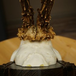 Roebuck Antlers Roebuck Antlers on a Carved Trophy Shield 604.176