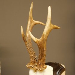 Capriolo, corna di capriolo, corna di capriolo maschio su base per trofei 604.177