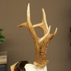 Capriolo, corna di capriolo, corna di capriolo maschio su base per trofei 604.177