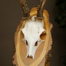 Ciervo macho, cuernos de ciervo, cuernos de ciervo macho en placa de madera para árbol, placa 604.178