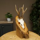 Ciervo macho, cuernos de ciervo, cuernos de ciervo macho en placa de madera para árbol, placa 604.178