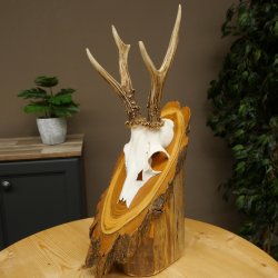 Ciervo macho, cuernos de ciervo, cuernos de ciervo macho en placa de madera para árbol, placa 604.178