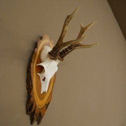 Ciervo macho, cuernos de ciervo, cuernos de ciervo macho en placa de madera para árbol, placa 604.178