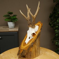 Ciervo macho, cuernos de ciervo, cuernos de ciervo macho en placa de madera para árbol, placa 604.178