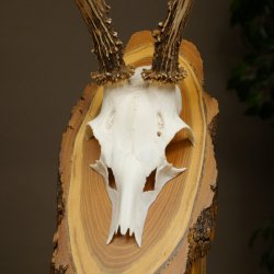 Ciervo macho, cuernos de ciervo, cuernos de ciervo macho en placa de madera para árbol, placa 604.178