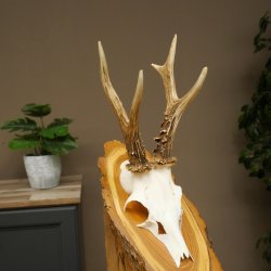 Ciervo macho, cuernos de ciervo, cuernos de ciervo macho en placa de madera para árbol, placa 604.178