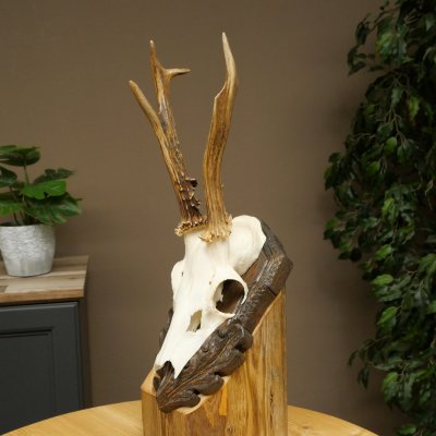 Chevreuil mâle, bois de chevreuil, bois de chevreuil mâle sur un panneau de trophée sculpté 604.179