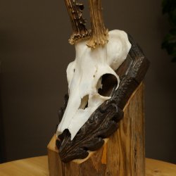 Chevreuil mâle, bois de chevreuil, bois de chevreuil mâle sur un panneau de trophée sculpté 604.179