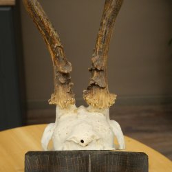 Chevreuil mâle, bois de chevreuil, bois de chevreuil mâle sur un panneau de trophée sculpté 604.179