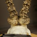 Chevreuil mâle, bois de chevreuil, bois de chevreuil mâle sur socle pour trophée 604.182