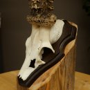 Chevreuil mâle, bois de chevreuil, bois de chevreuil mâle sur socle pour trophée 604.182