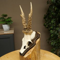 Chevreuil mâle, bois de chevreuil, bois de chevreuil mâle sur socle pour trophée 604.182