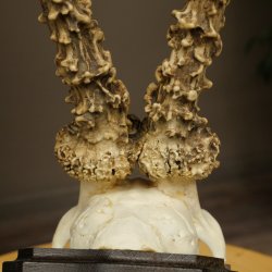 Chevreuil mâle, bois de chevreuil, bois de chevreuil mâle sur socle pour trophée 604.182