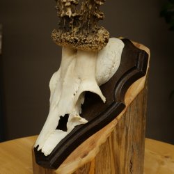 Chevreuil mâle, bois de chevreuil, bois de chevreuil mâle sur socle pour trophée 604.182