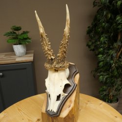 Chevreuil mâle, bois de chevreuil, bois de chevreuil mâle sur socle pour trophée 604.182