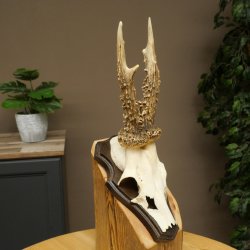 Chevreuil mâle, bois de chevreuil, bois de chevreuil mâle sur socle pour trophée 604.182