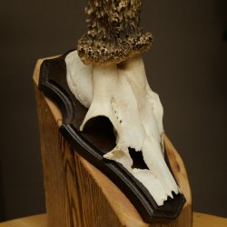 Chevreuil mâle, bois de chevreuil, bois de chevreuil mâle sur socle pour trophée 604.182