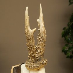 Chevreuil mâle, bois de chevreuil, bois de chevreuil mâle sur socle pour trophée 604.182