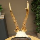 Chevreuil mâle, bois de chevreuil, bois de chevreuil mâle sur socle pour trophée 604.183