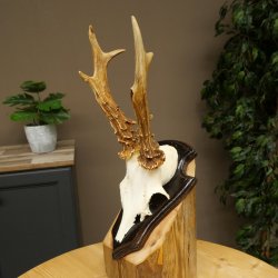 Chevreuil mâle, bois de chevreuil, bois de chevreuil mâle sur socle pour trophée 604.183