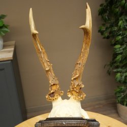 Chevreuil mâle, bois de chevreuil, bois de chevreuil mâle sur socle pour trophée 604.183