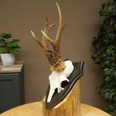 Bois de chevreuil mâle, poids 265 g, bois de chevreuil mâle sur socle de trophée 604.185