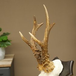 Bois de chevreuil mâle, poids 265 g, bois de chevreuil mâle sur socle de trophée 604.185