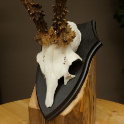 Bois de chevreuil mâle, poids 265 g, bois de chevreuil mâle sur socle de trophée 604.185