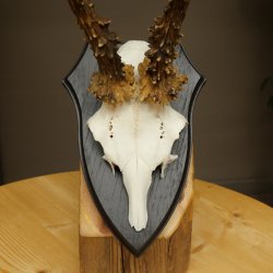 Bois de chevreuil mâle, poids 265 g, bois de chevreuil mâle sur socle de trophée 604.185