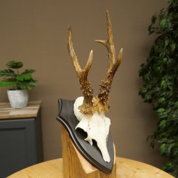 Bois de chevreuil mâle, poids 265 g, bois de chevreuil mâle sur socle de trophée 604.185